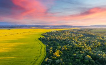 Aerial drone top view of yellow blooming field of rapeseed with lines from tractor tracks and green forest on sunny spring or summer day. Nature background, landscape photography