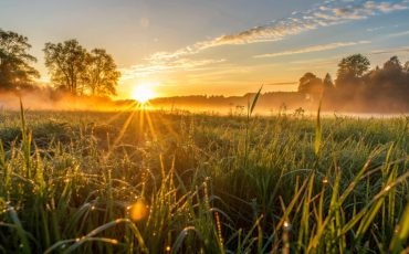 Golden sunrise over a dewy field.