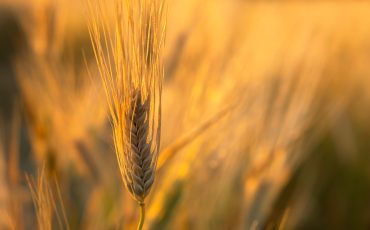 Golden wheat close-up. Golden sunset light. Soft warm summer background. Cultivation of grain crops, conceptual agriculture. Summer natural background. Ripe wheat ears in the bright rays of the sun