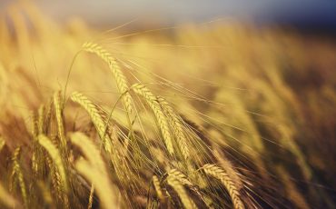 brown wheat field during daytime