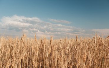 Golden wheat field and sunny day. Close up