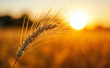 wheat-field-sunset