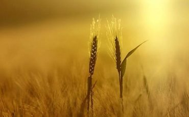 wheat-plants-nature-field-spikelets-yellow-sunlight-1080P-wallpaper-middle-size-2