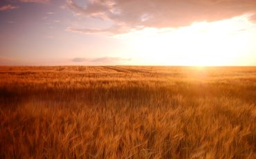 Sunset field scenery before harvest